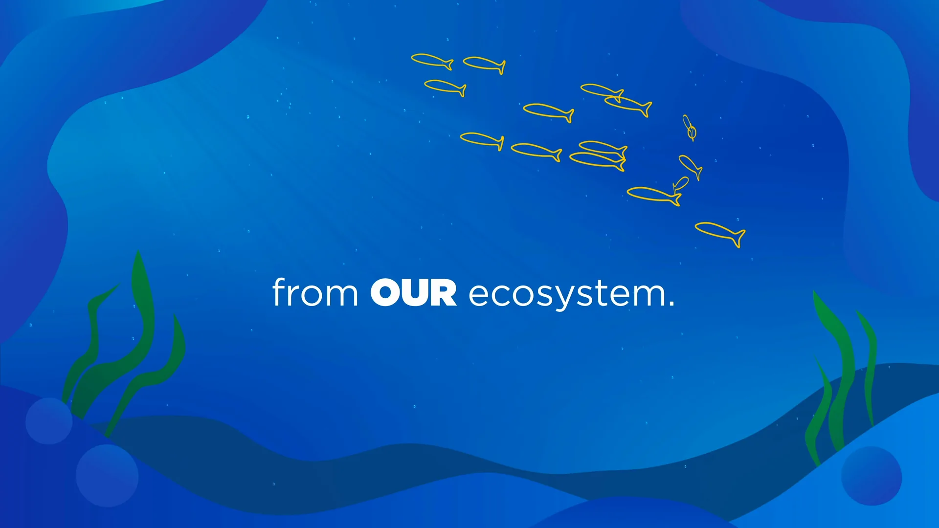 Fish over seagrass: from our ecosystem