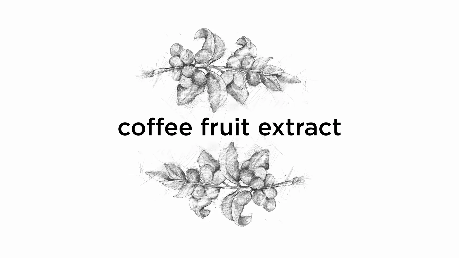 Coffee fruit extract, with illustrated coffee branches