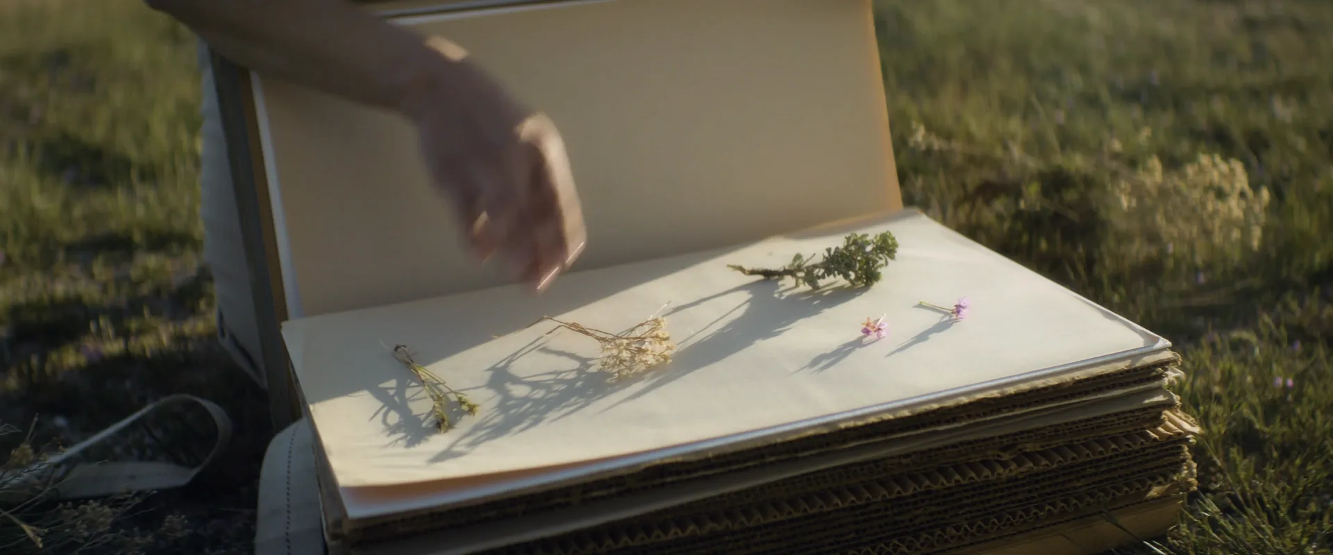 Pressed plant laid into a field book